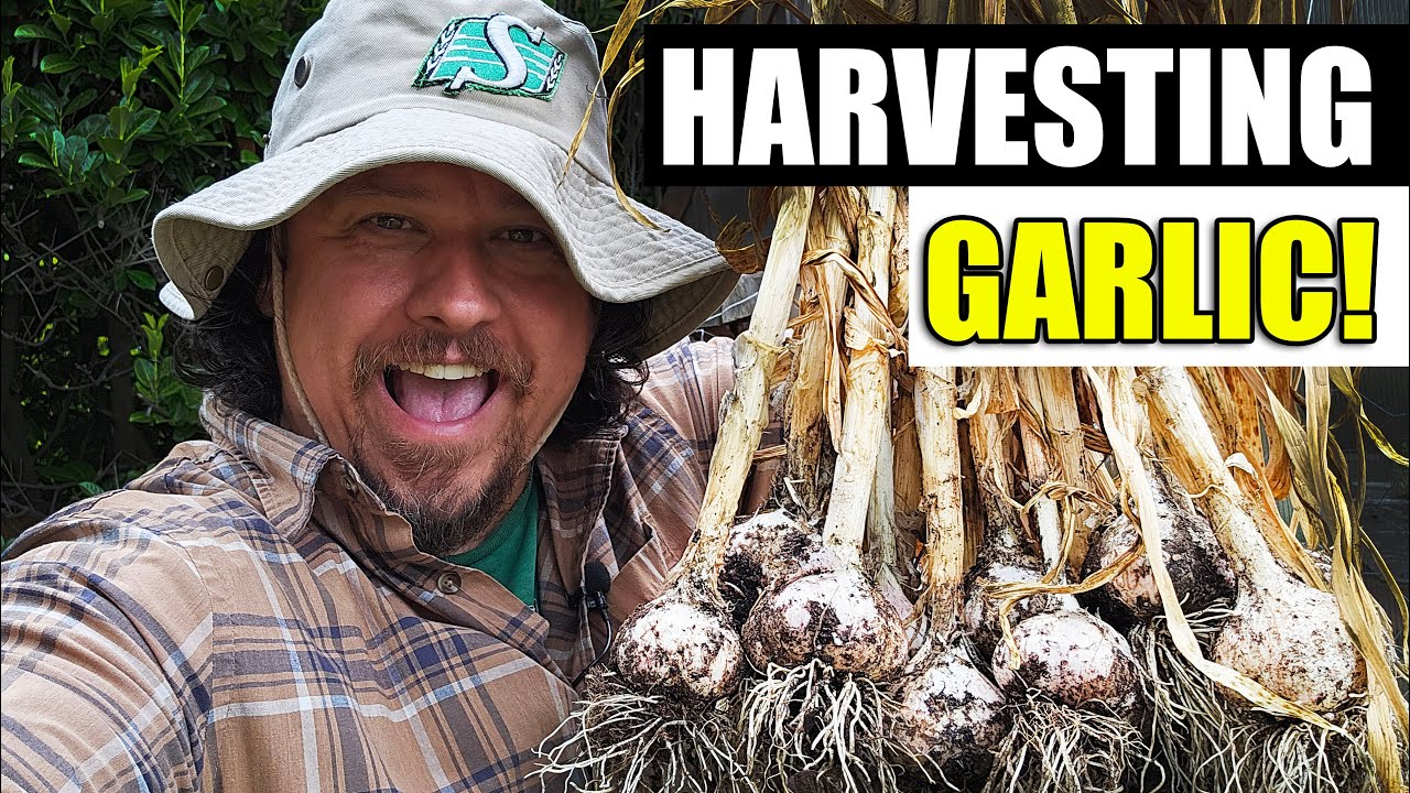 Essential Garlic Harvesting Tips For 2023!