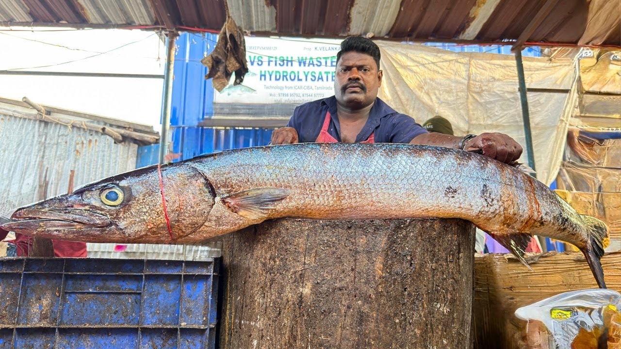 KASIMEDU SELVAM 30 KG BARRACUDA FISH CUTTING | UK SONS MARINE 🇮🇳
