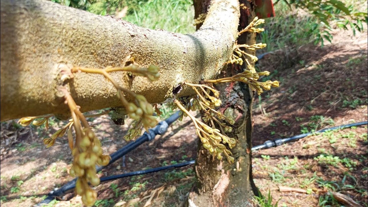DURIAN STELAH DI RANGSANG DUA MINGGU YANG LALU BUNGA JEJERAN DI SETIAP DAHAN