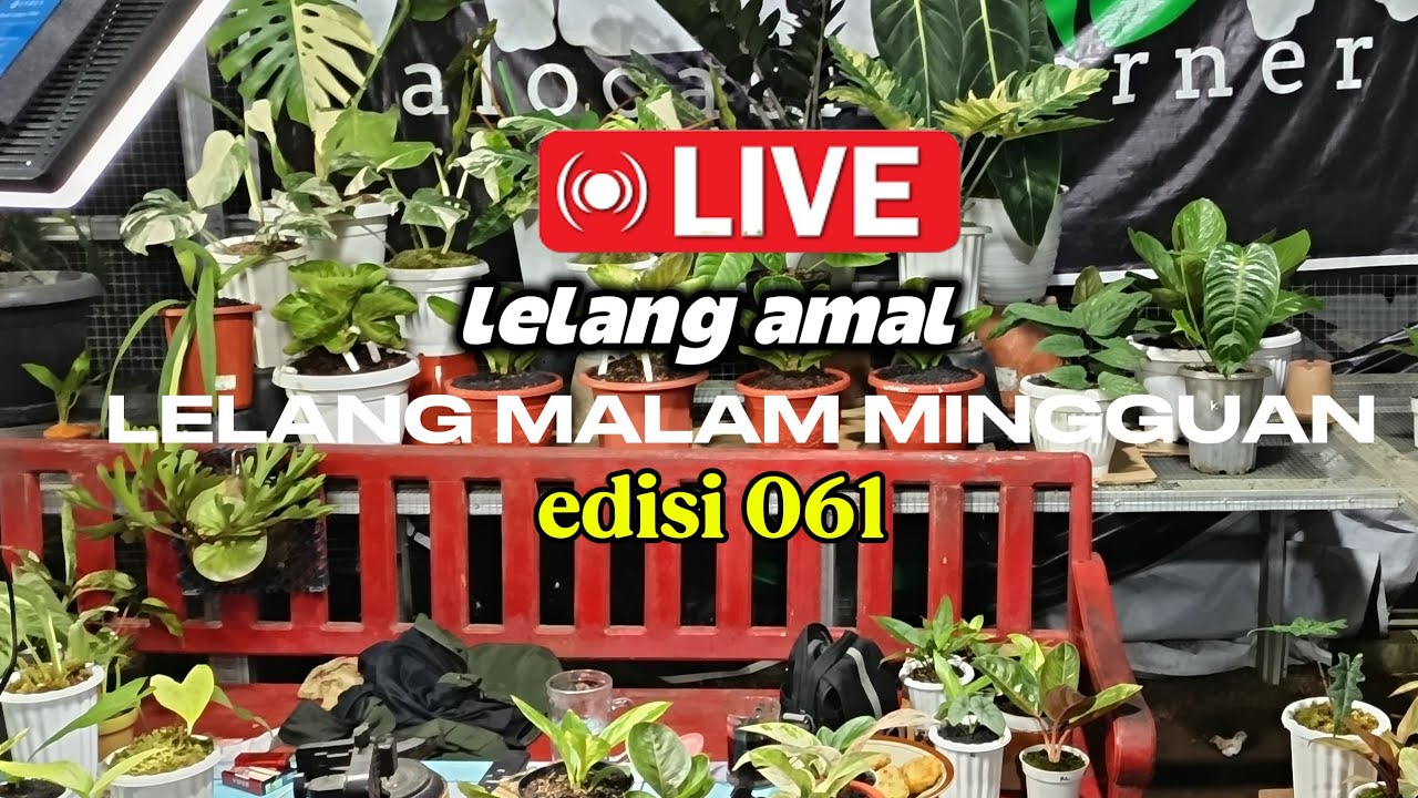 alocasia corner sedang live sekarang! edisi 031
