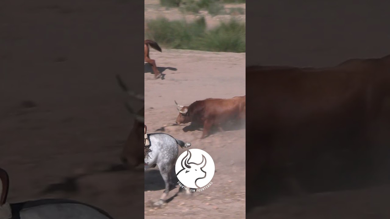 😱ASI FUE EL ENCIERRO POR EL CAMPO DE GAL&Aacute;PAGOS 😱