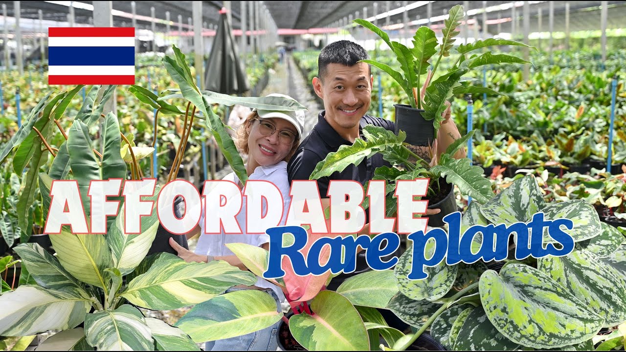 MASS Propagation of Trendy Plants and Unusual Mutations Discovery at Poonsin Garden - Thailand