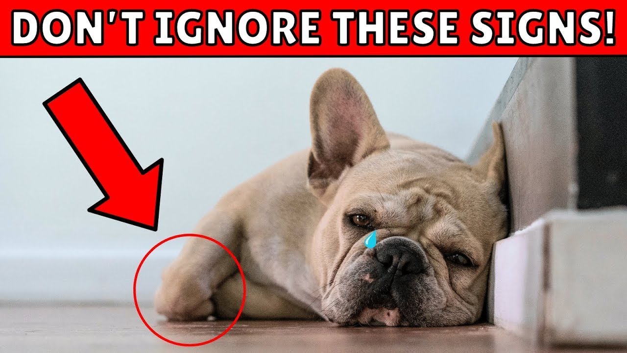 How to Tell if Your Dog Has a Sprained Leg - (Don’t Ignore Sign #5!)