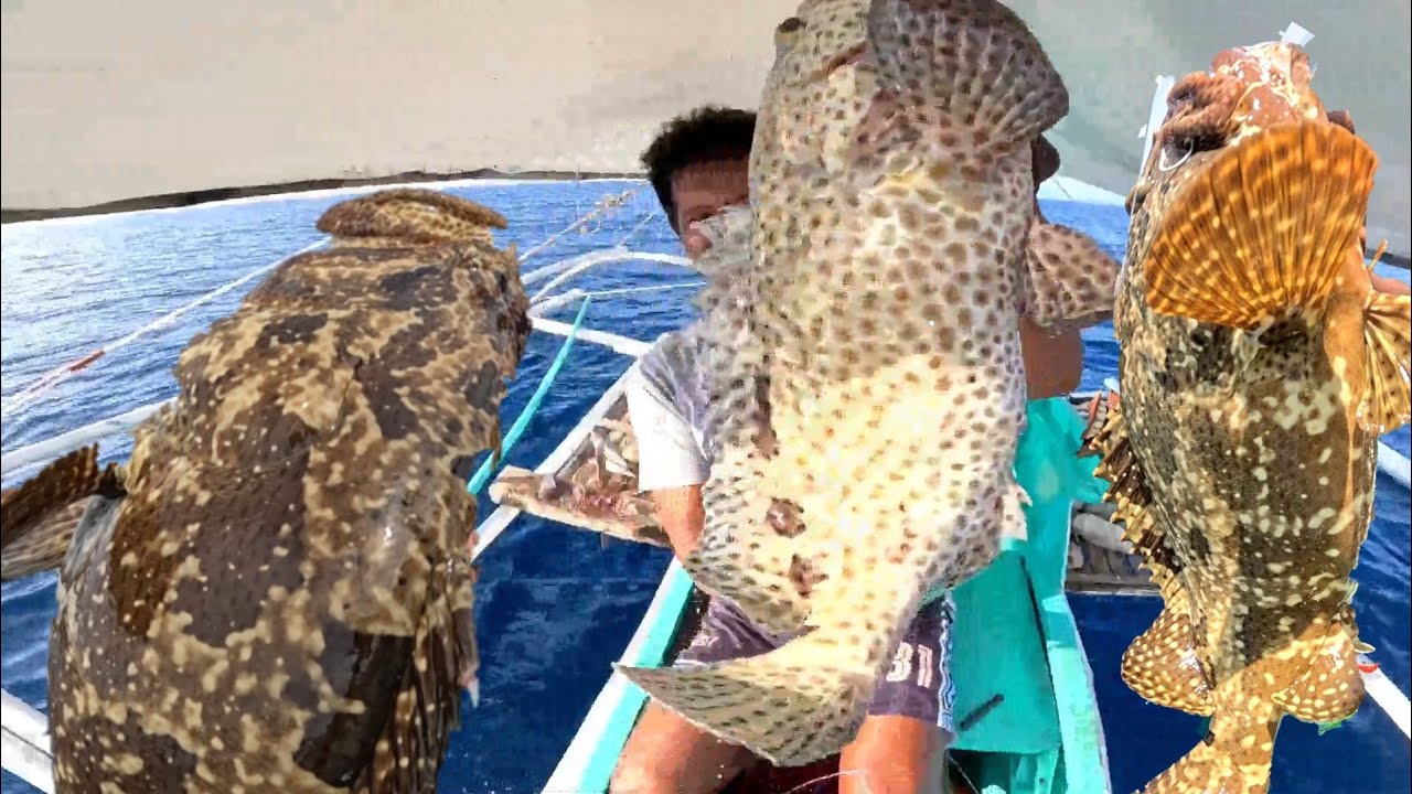 Hindi naka pag handa bawat Hila gulat ako sabawat kain  Ng mga Grouper!
