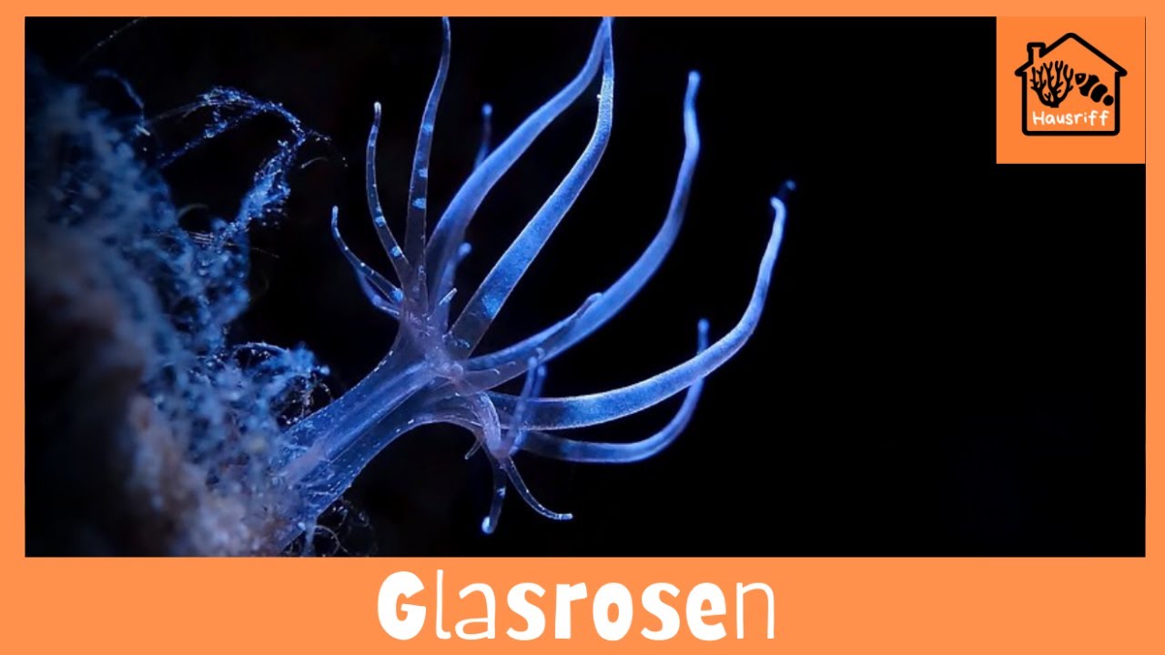 Glasrosen und wie man sie am besten los wird