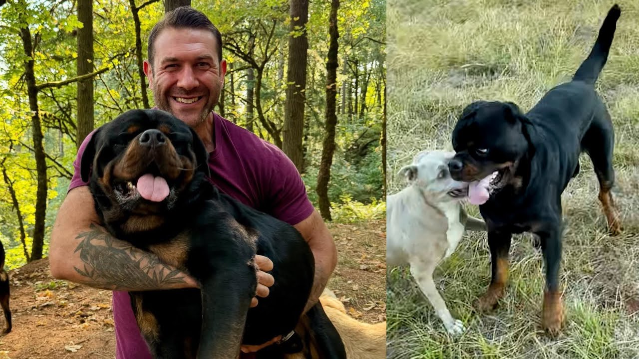 Leroy's progress from aggressive breeding dog to gentle giant is remarkable | Lee Asher