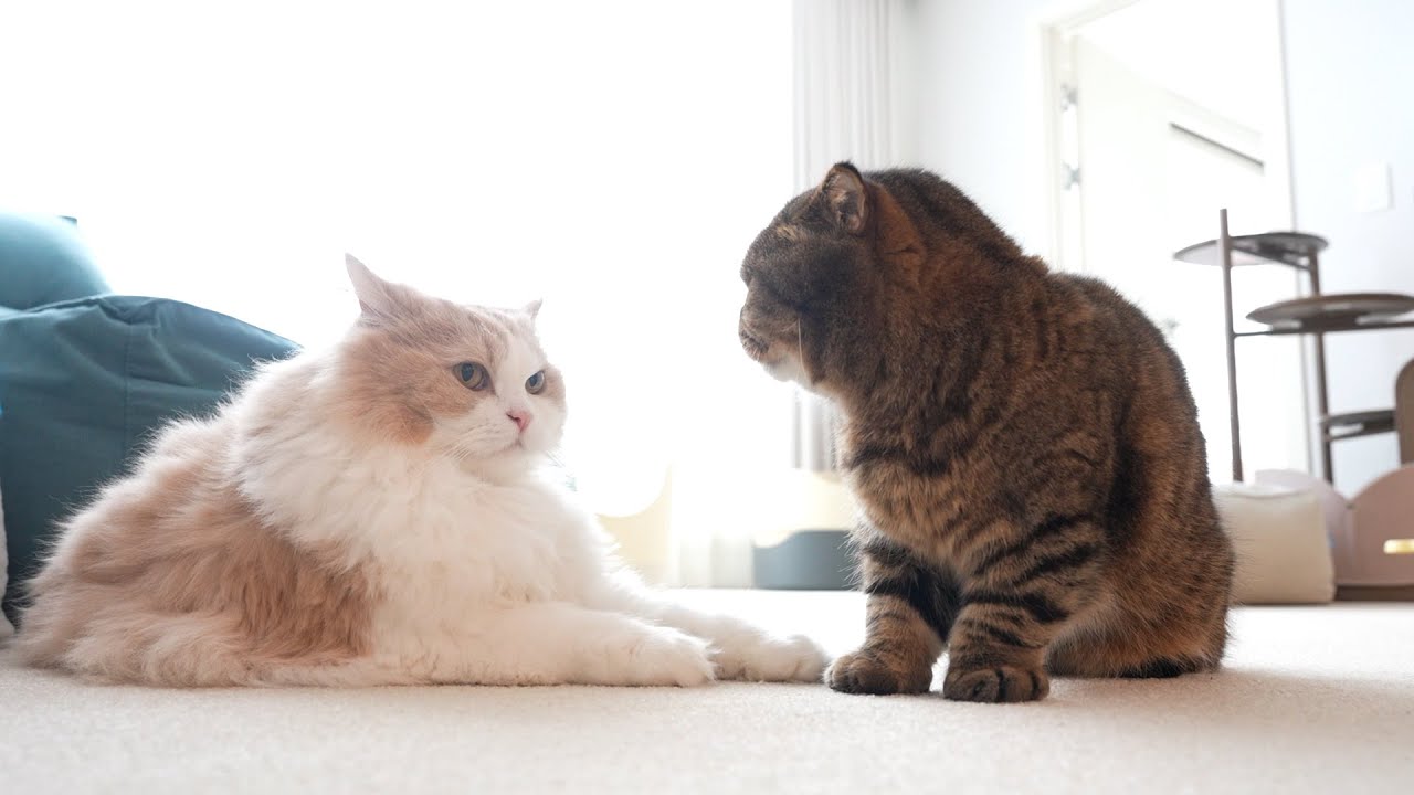 루루와 디디 싸우기 5초 전