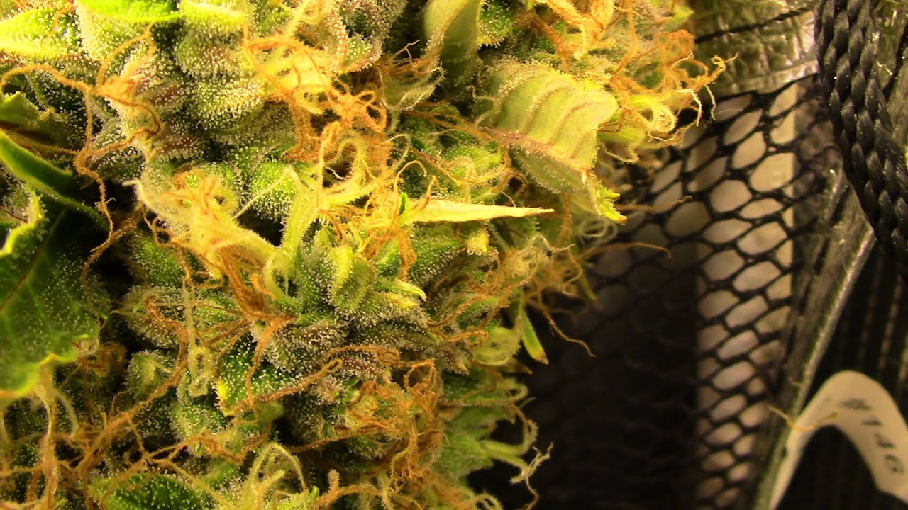 S15:E8 Autoflower cannabis grow, Dr.Krippling, Heavyweight Seeds