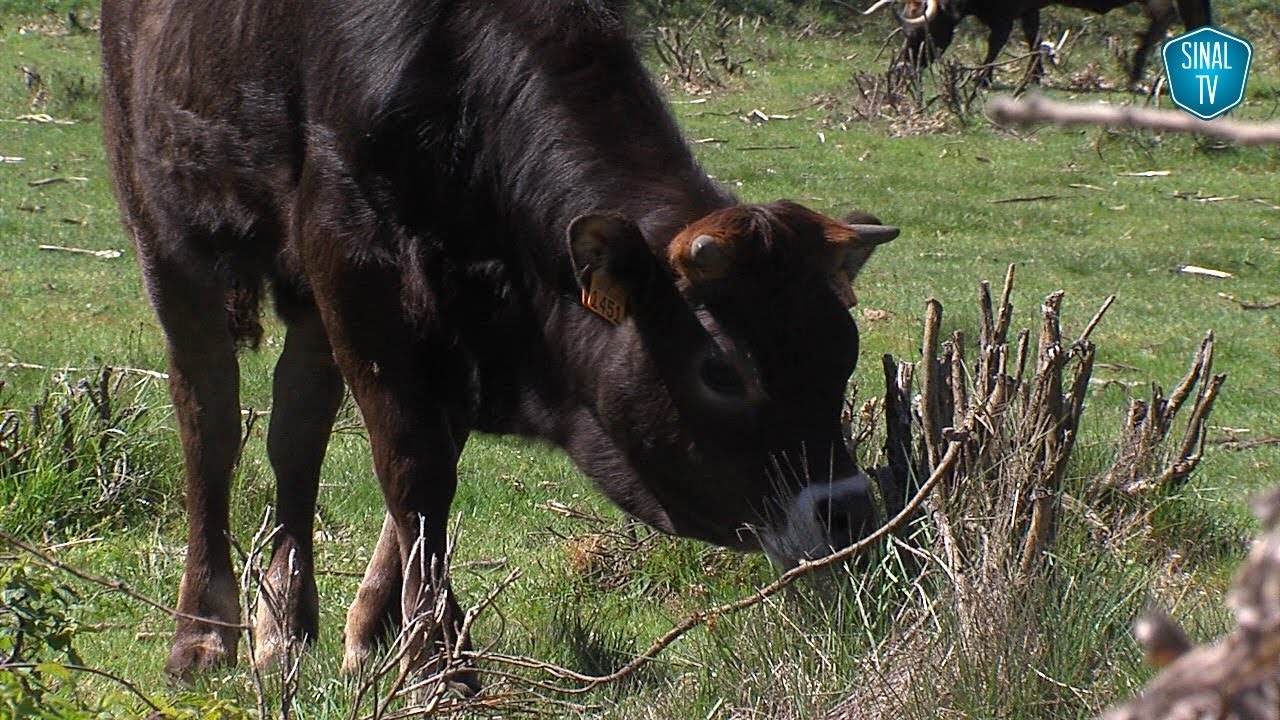 Produtores de vaca maronesa querem um novo 