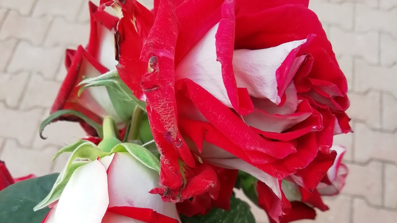Gül Aşılama Kırmızı Beyaz ebruli