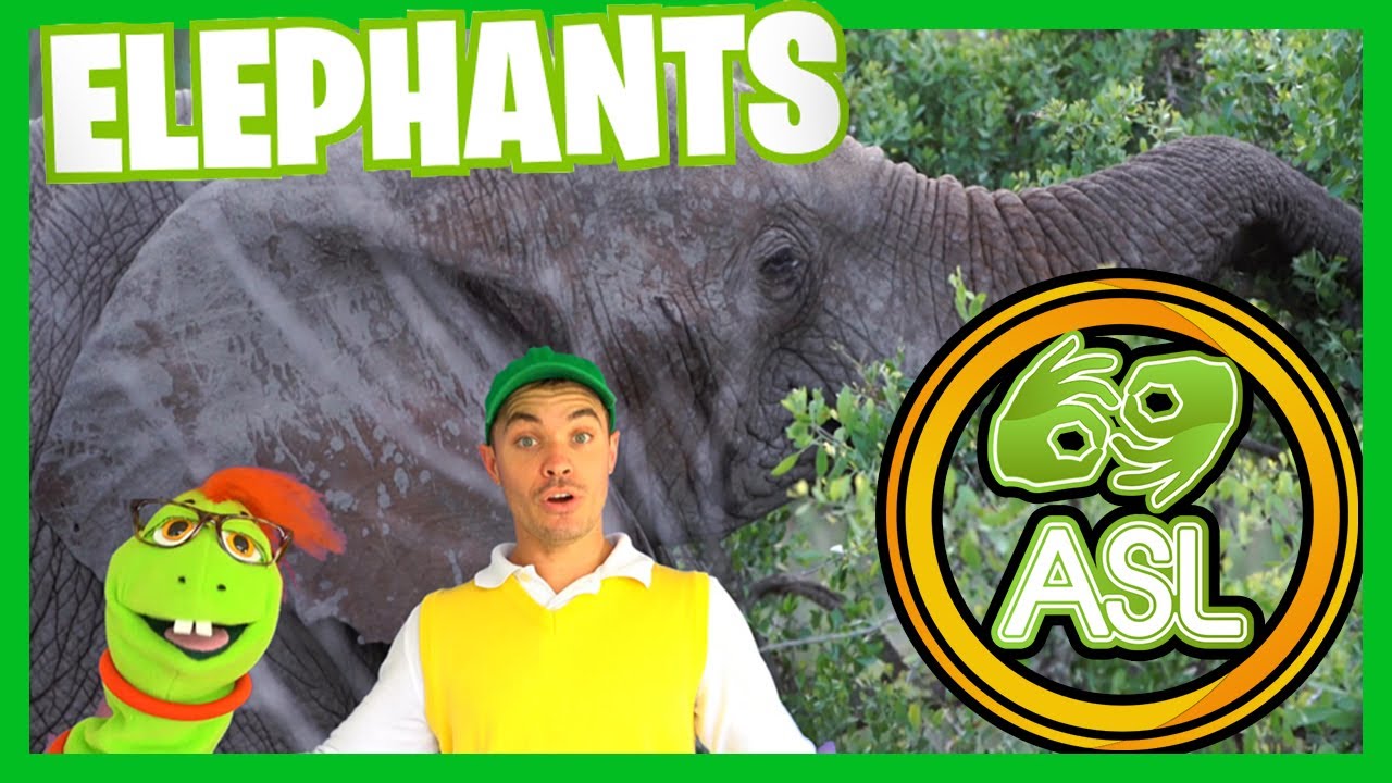 Elephants For Kids with Bebo and Buggy | ASL | Sign Language For Kids