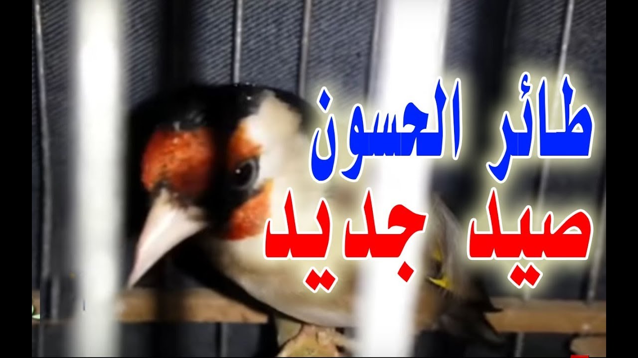 عندما تريد شراء طائر حسون حديث الصيد هذا ماوجب عليك فعله