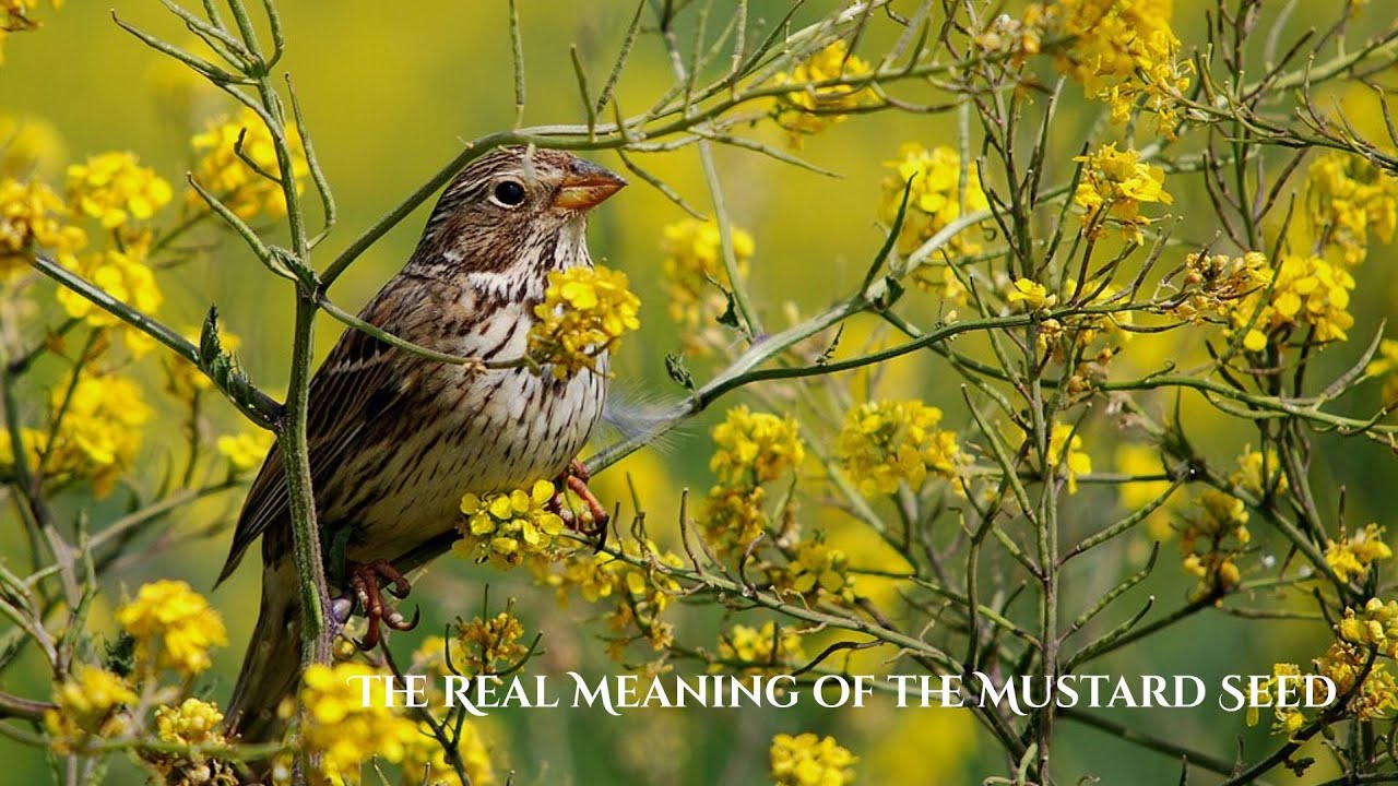The Real Meaning of the Mustard Seed (Gospel of Thomas)