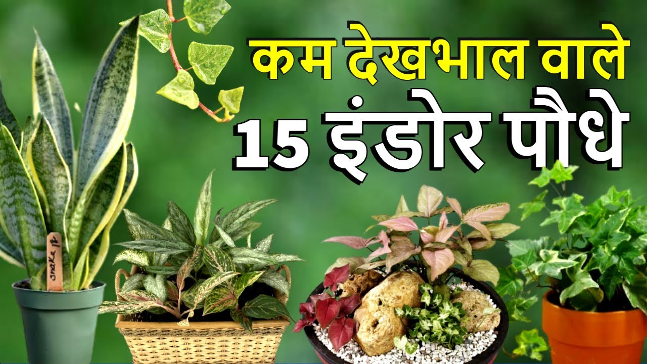 कम देखभाल वाले इन 15 पौधो को जरूर लगाए । Best Indoor Plants in India