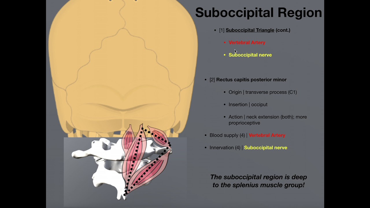 Suboccipital Muscles and Structures | Origins, Insertion, Etc.