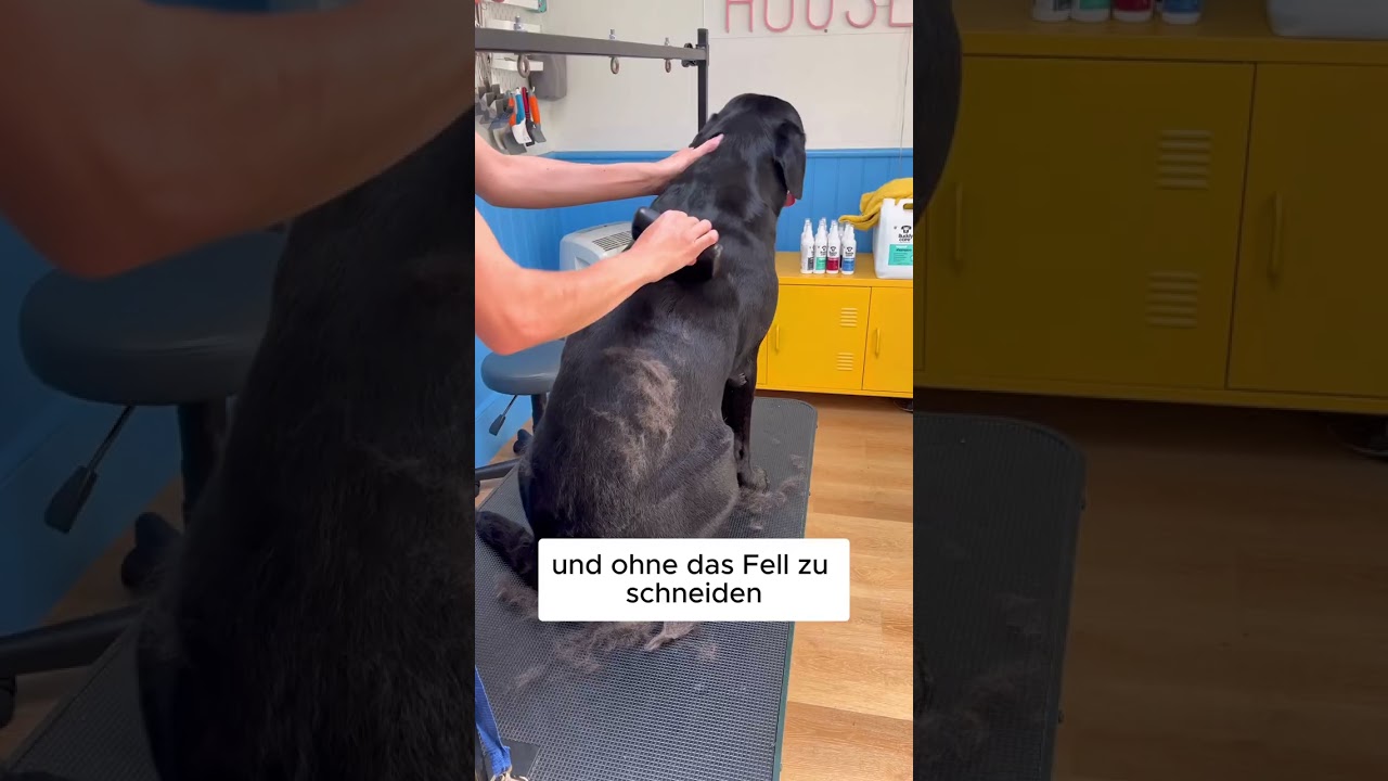 Beschleunige den Fellwechsel deines Hundes!