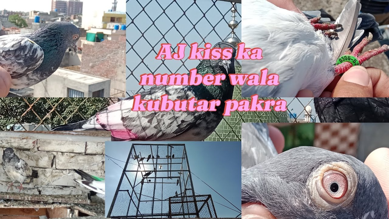 AJ kiss ka 2 din rula kubutar pakra number Wala or ak or new kubutar chora 