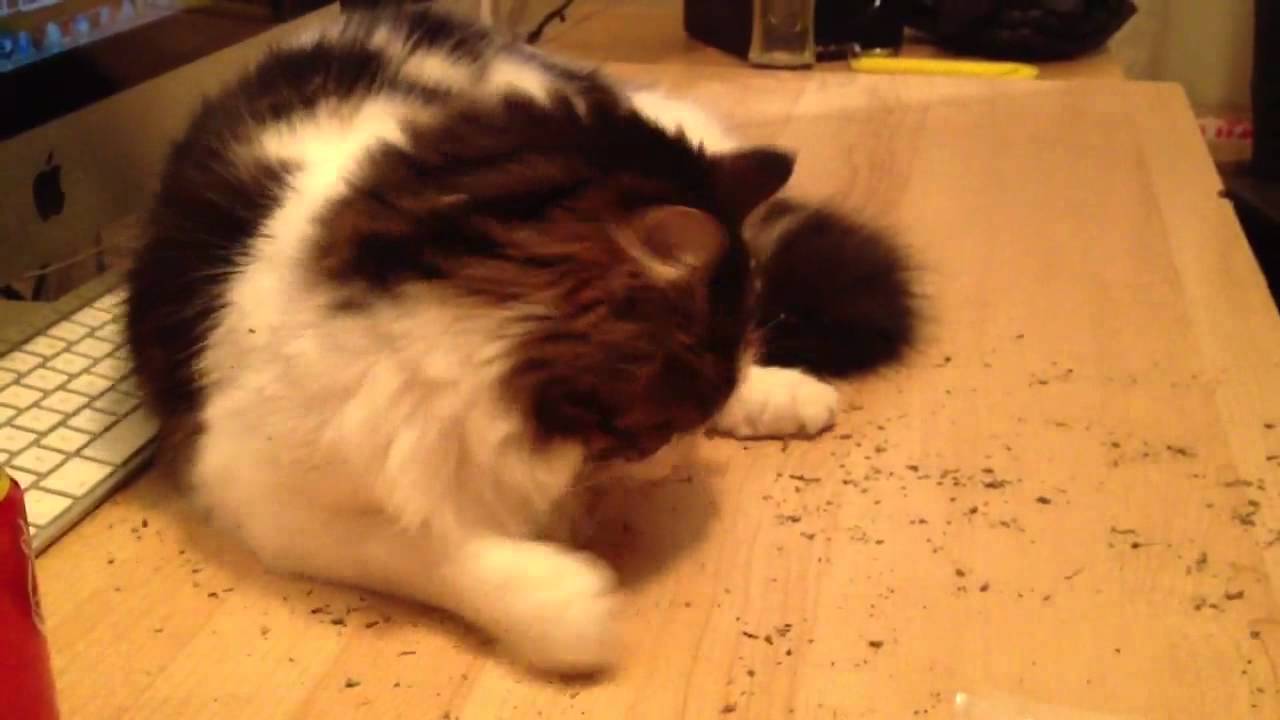 George's first Catnip