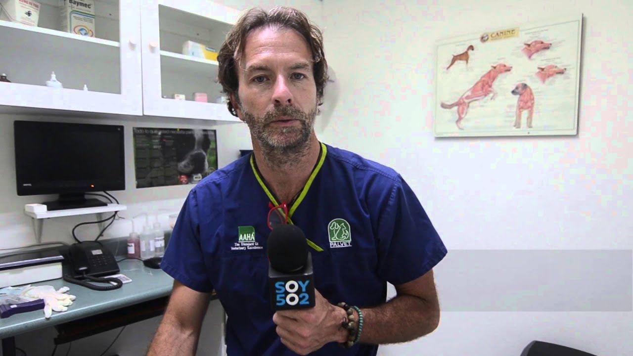 Microchip en las mascotas