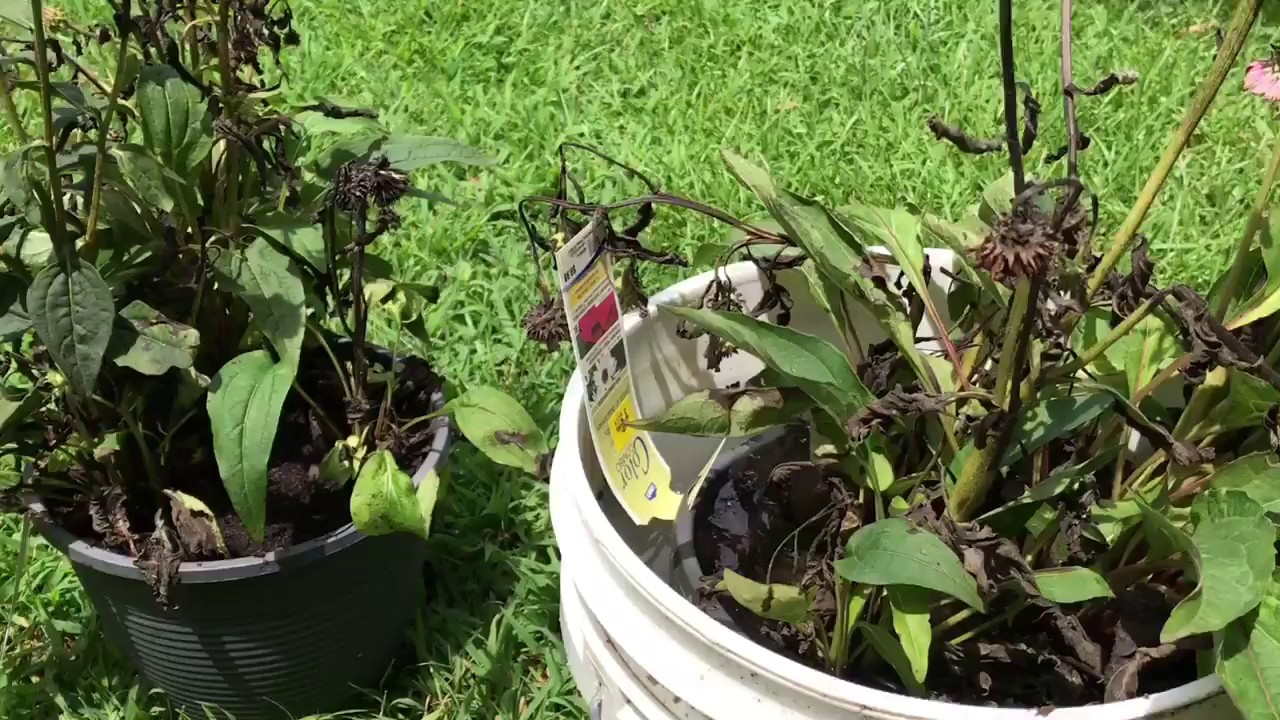 Dividing bargain perennials- coneflowers or echinacea