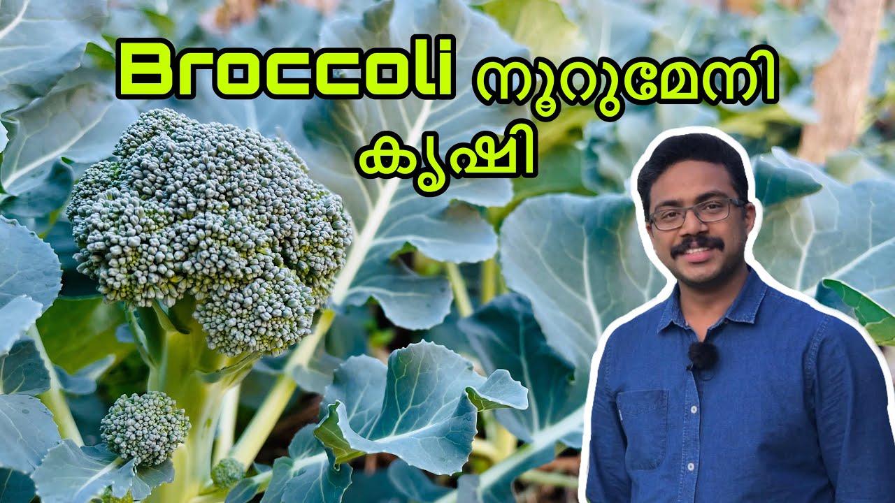 ബ്രോക്കോളി കൃഷിയും പരിപാലനവും | Broccoli Krishi Malayalam | Broccoli Farming | Krishi Malayalam