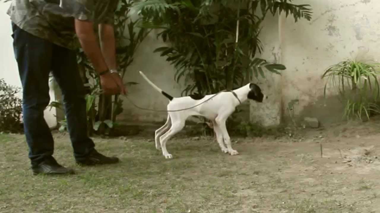 English Pointer Training - Yard work - Check Cording