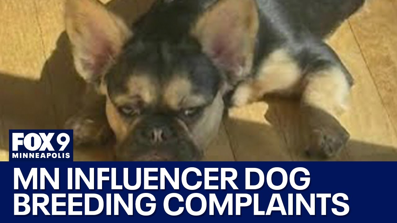 Minnesota fitness influencer dog breeding complaints continue to grow