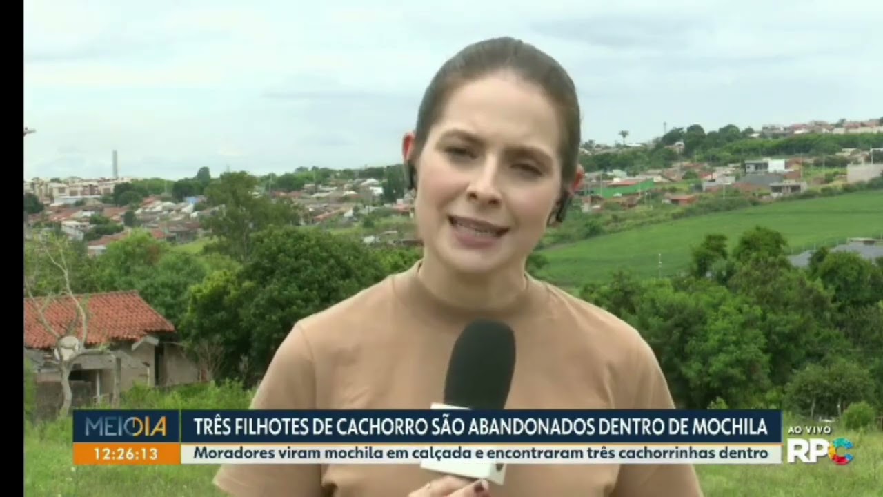 Três filhotes são abandonados em mochila #chcsaude #veterinaria #uaba #hvmlondrina #londrina