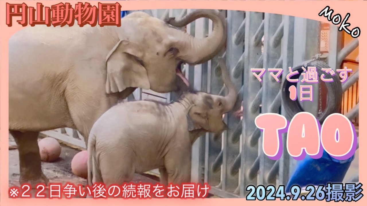 ママと過ごす【タオ】～争い後の様子【続報】をお届け