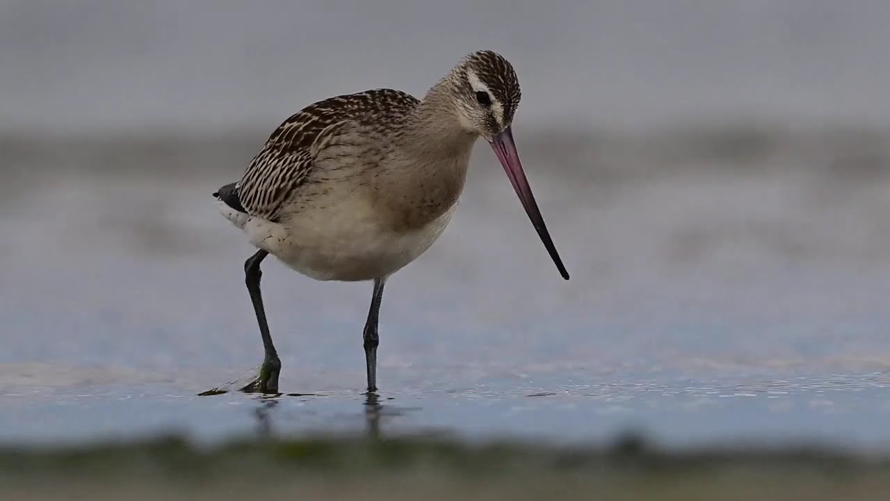 Szlamnik (Limosa lapponica) podczas żerowania