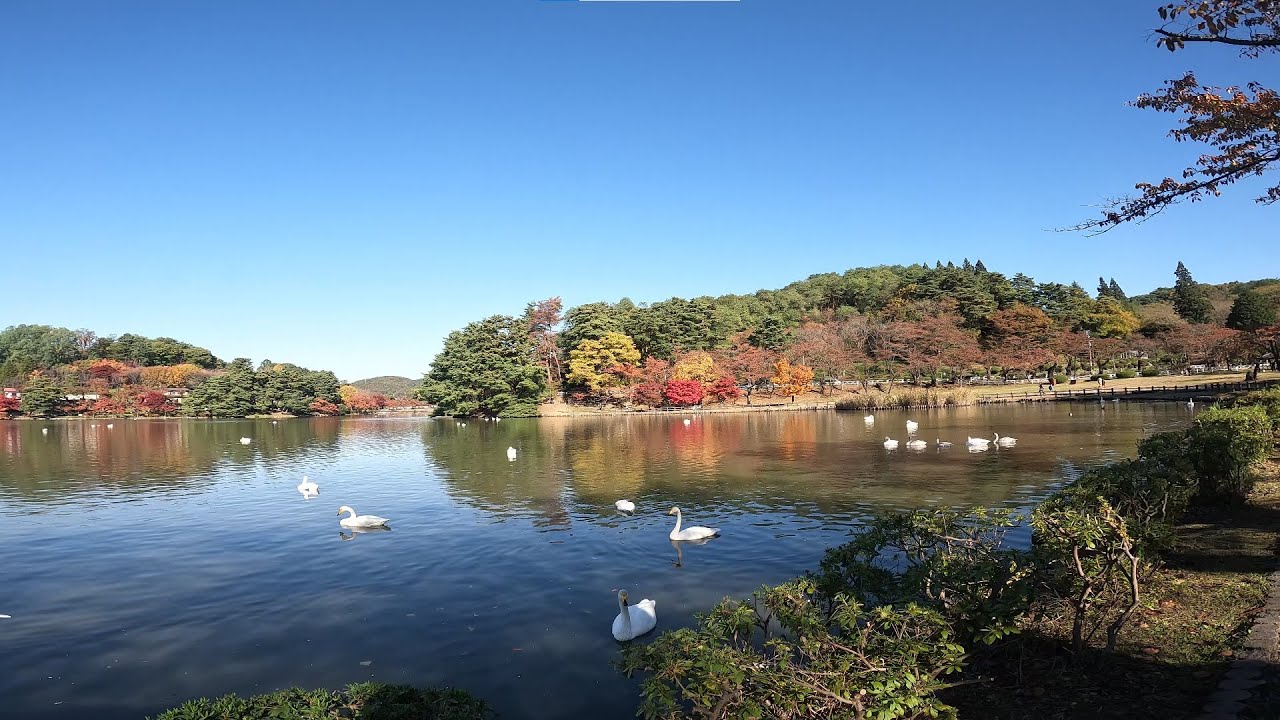 仙台_盛岡高松の池_ダイワロイネットホテル盛岡駅前（2021年10月宮城岩手観光4日目）
