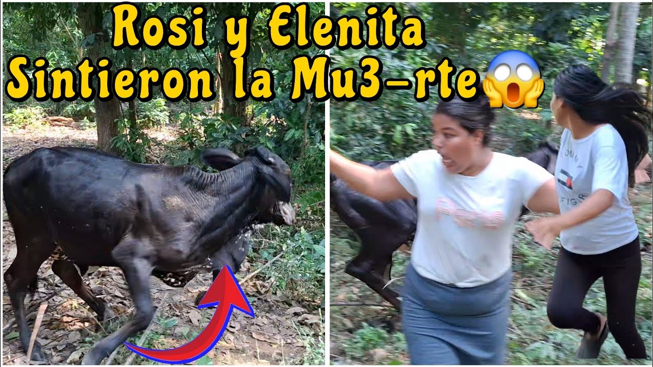 🔴Urgente Esta Vaca at4ca a Rosi😱Elenita Corr3 P3l!gro Por Su Embarazo😭