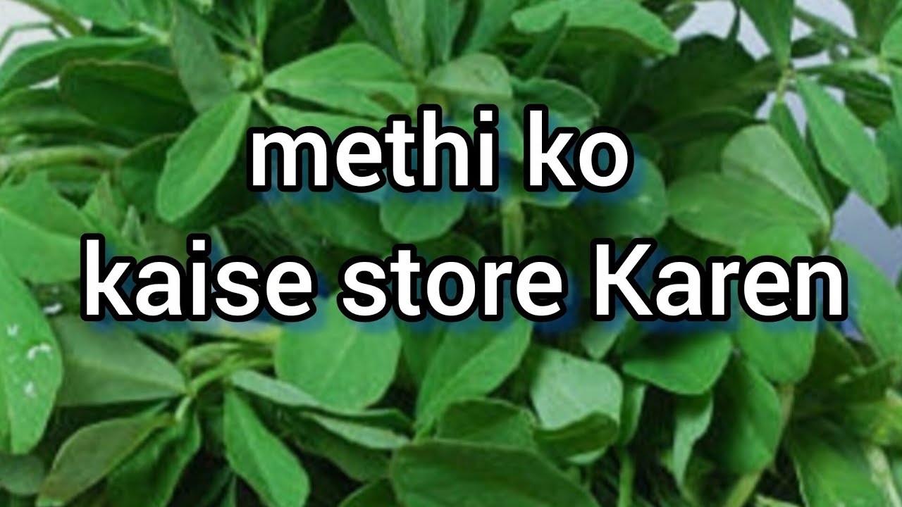 मेथी को स्टोर करके रखने का तरीका |  Method to Keep Methi(fenugreek leaves) Fresh for 7-8  Days!