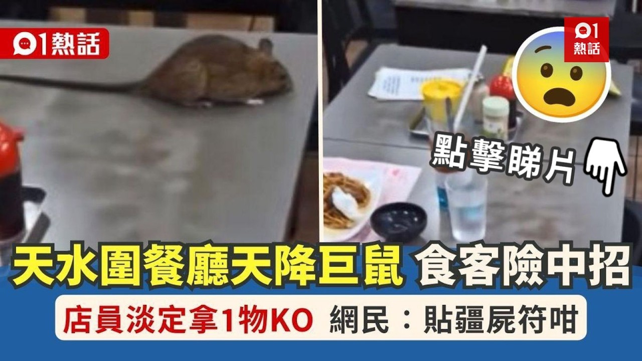 【01熱話】天降巨鼠！天水圍餐廳桌面驚現　食客紛走避　店員淡定拿1物制服｜老鼠｜天水圍
