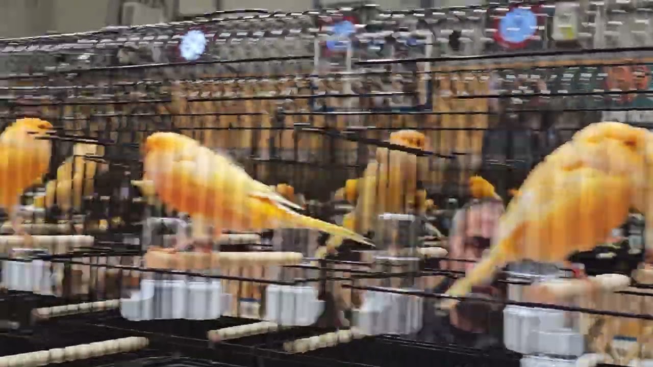 yorkshire canary show #canary #youtube #youtubeshorts #like #indonesia #england #england #turkey