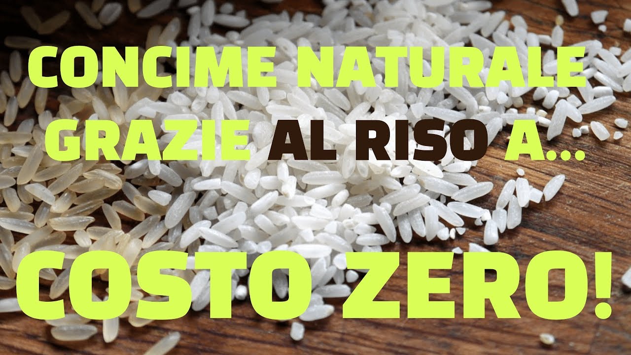 Concime naturale a costo zero grazie al riso!