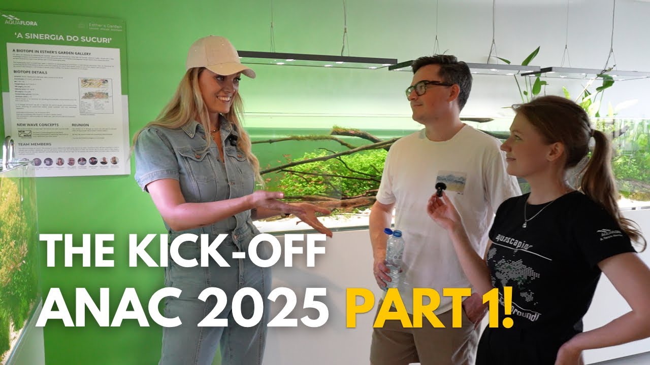 ANAC 2025 aquascaping contest kickoff - behind the scenes at aquaflora