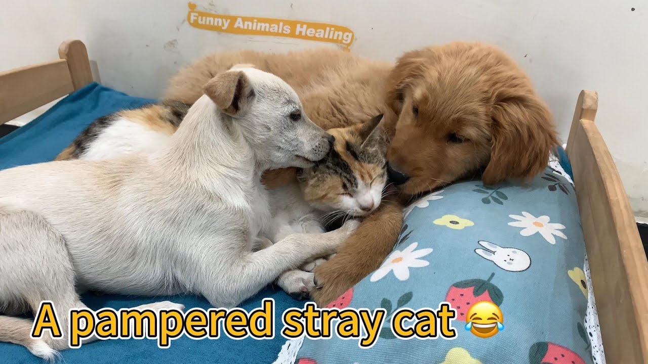 The stray cat is loved by two puppies! So happy! Animals love each other and love peace! So funny!