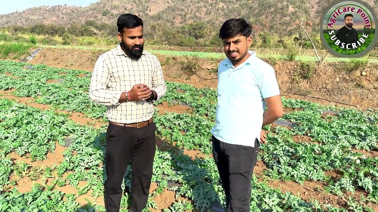तरबूज की फसल में Radifarm, Hyoro G और MC Extra का शानदार रिजल्ट | किसान का असली अनुभव