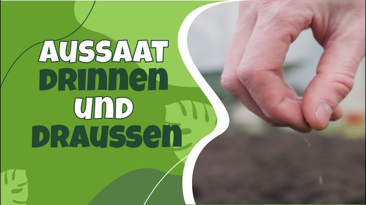 Saisonstart: Spinat, Erbsen, Möhren & Tomaten aussäen!