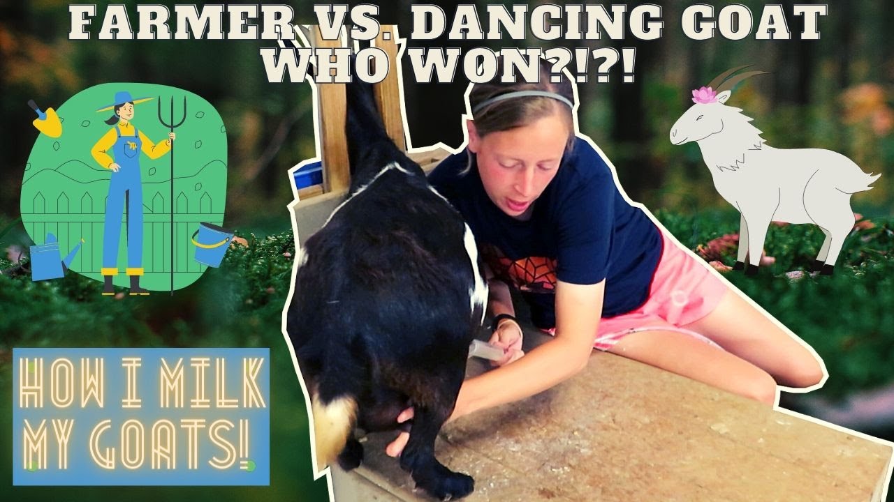 FARMER VS DANCING GOAT? WHO WON?!?! HOW I MILK my GOATS in SLOW MOTION! How to MILK a GOAT!