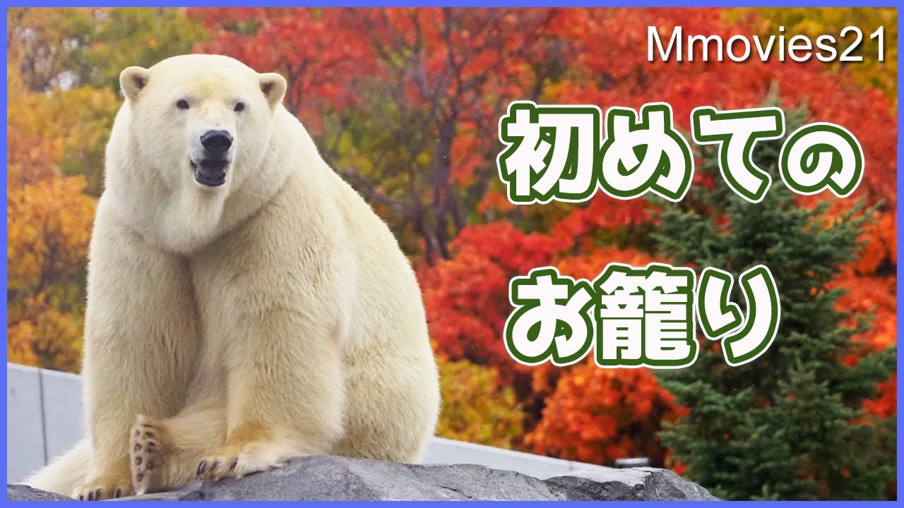 出産準備のためリラは屋内収容！期待の国内ホッキョクグマ6頭の紹介〜Polar Bears are expecting to give birth
