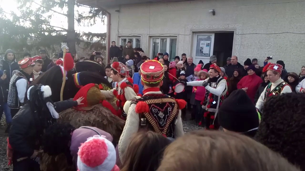 Ursul Ceplenita 2016