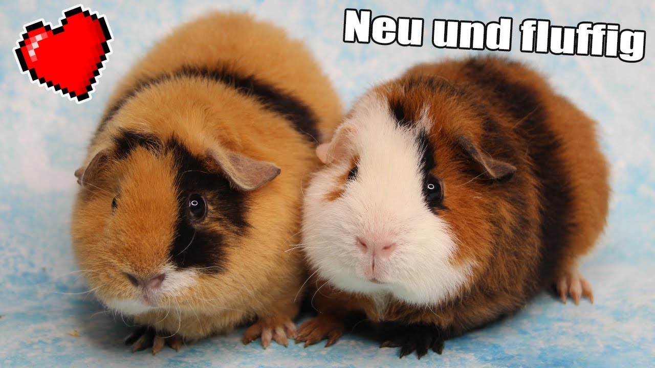 2 neue Baby Meerschweinchen tauchen im Gehege auf (nicht unsere) | Die Meeries