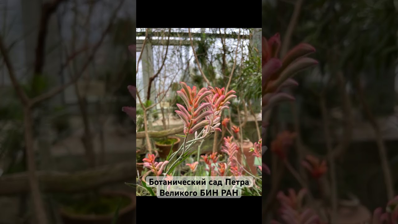 Субтропический экскурсионный маршрут #plants #ботаническийсад#растения#царицаночи