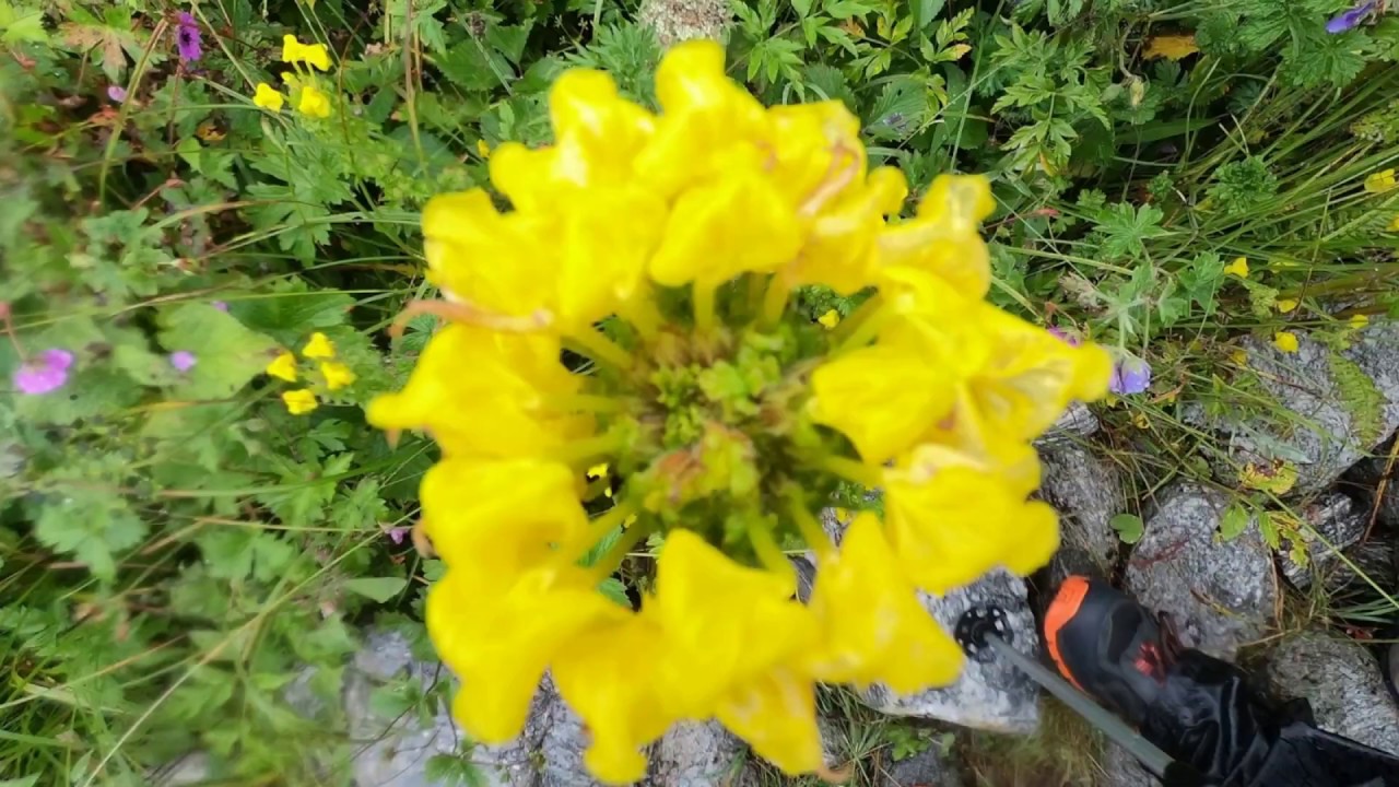 Valley of Flowers Trek and Sri Hemkund Sahib Darshan