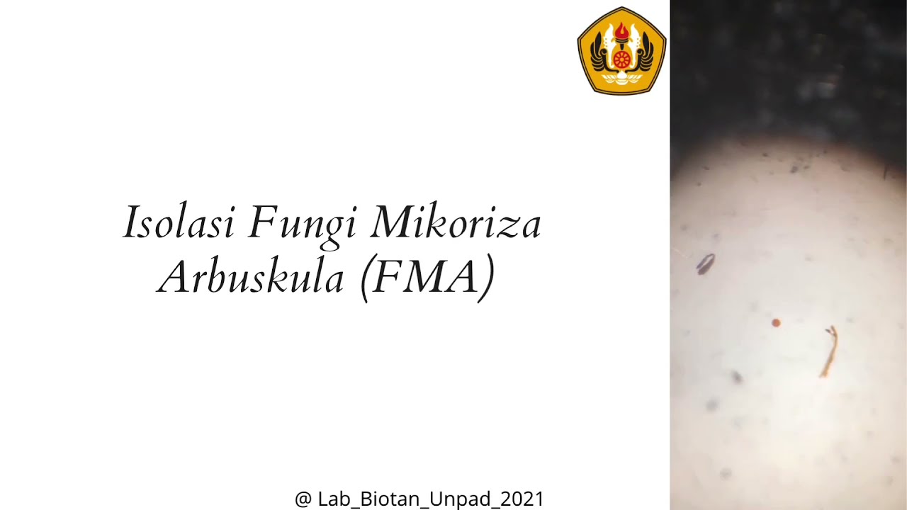 PRAK KE-3 ISOLASI FUNGI MIKORIZA ARBUSKULA & INFEKSI AKAR FMA - Biotek Pertanian (Lab. Biotan Unpad)