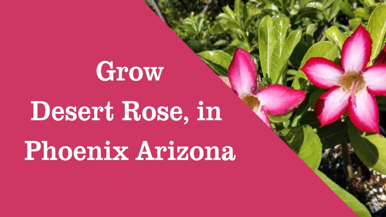 Grow Adenium obesum Desert Rose, Desert Azalea, Impala Lily, Kudu Lily, Mock Azalea, in Phoenix AZ