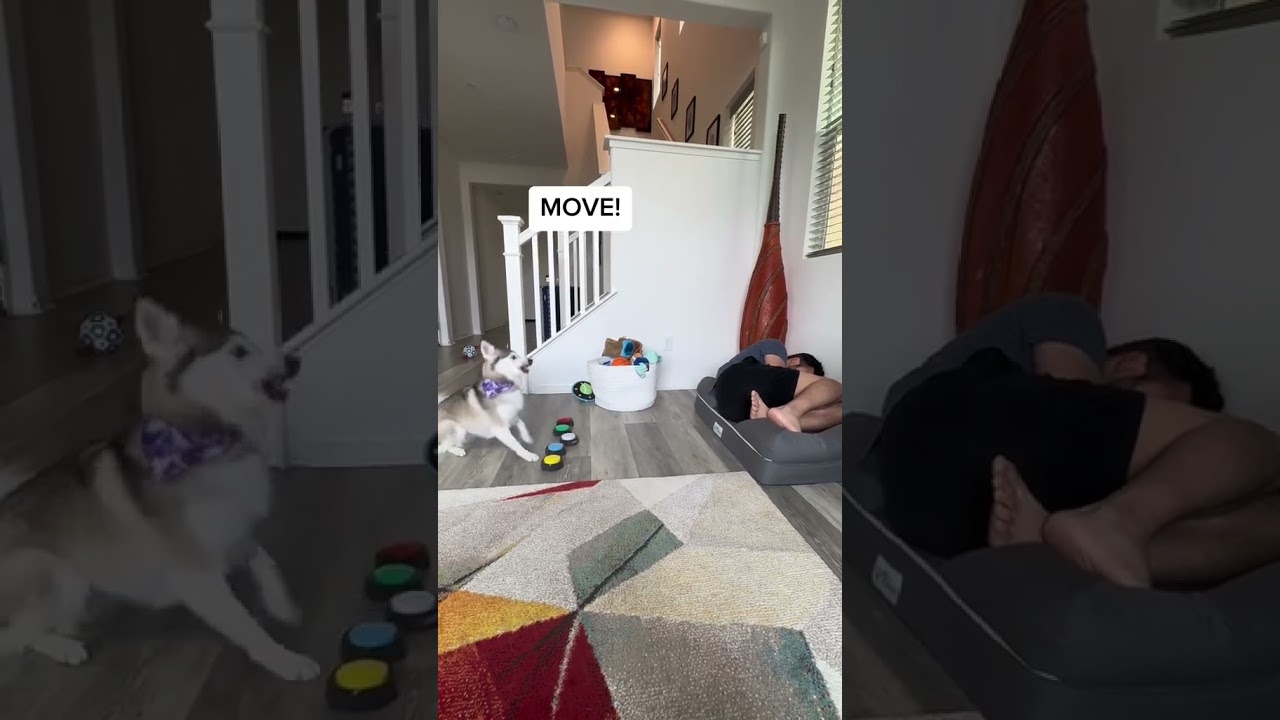 Sapphie the pomsky: Sleep on your dog's bed and see how they react