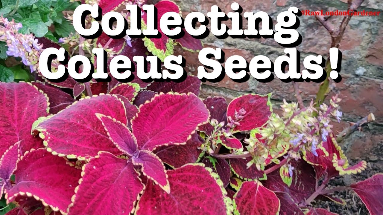 Collecting Coleus seeds and cuttings